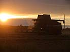 Harvesting at sunset, Putrishki farm