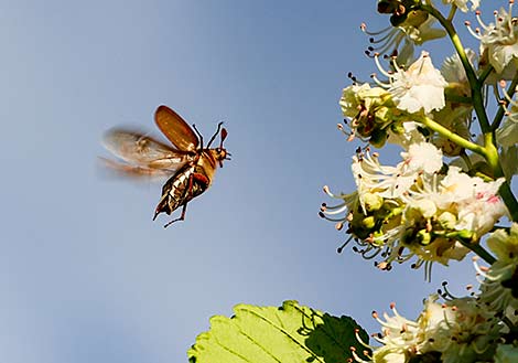 Chestnut trees in bloom