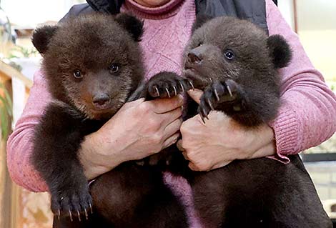 Vitebsk Zoo welcomed two bear cubs – Dunyasha and Glasha 