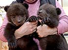 维捷布斯克动物园出现了两只小熊—杜尼亚莎和格拉莎