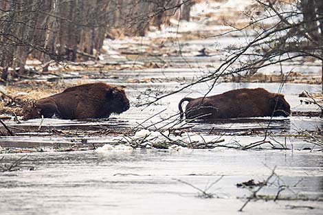 Bison in Naliboki Forest