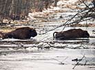 Bison in Naliboki Forest