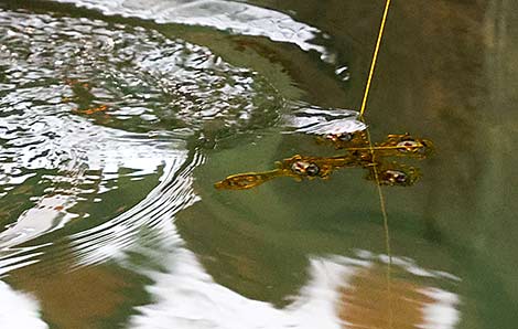 Освящение воды на территории Всехсвятской церкви 