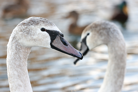 Swans winter in Minsk