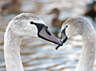 Swans winter in Minsk