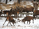 Red deer in Grodno district