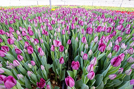 Flowers for International Women's Day at Minsk Greenhouse Factory