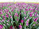 Flowers for International Women's Day at Minsk Greenhouse Factory