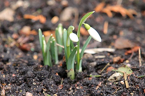 Snowdrops in Grodno Oblast