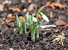 Snowdrops in Grodno Oblast