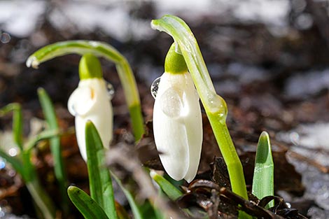 Spring flowers burst into bloom in Minsk