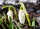 Spring flowers burst into bloom in Minsk