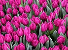 Tulips in greenhouses of a flower farm in Tereshkovichi, Gomel District