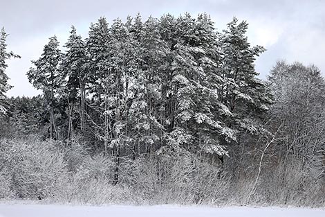 Heavy snowfall in Vitebsk