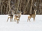 Roe deer in Vitebsk District