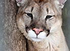 A young cougar in Mogilev Zoo