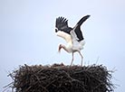 Storks back to Belarus after winter migration