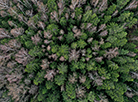 乌兹达地区的森林
