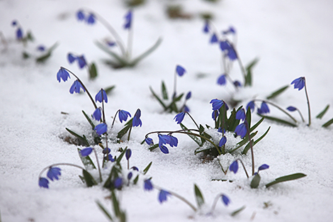 雪中的 林中小道