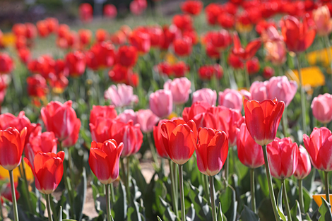 Spring in Botanical Garden in Minsk