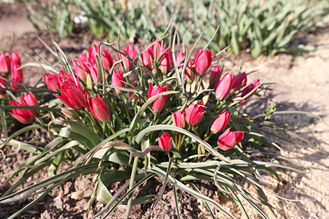 Spring in Botanical Garden in Minsk