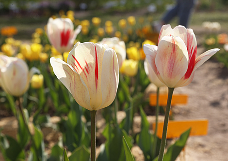 Spring in Botanical Garden in Minsk