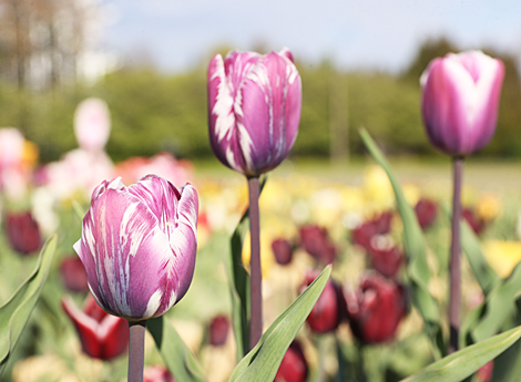 Spring in Botanical Garden in Minsk