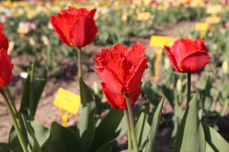 Spring in Botanical Garden in Minsk