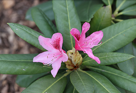 Spring in Botanical Garden in Minsk
