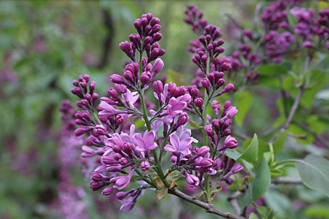 Spring in Botanical Garden in Minsk