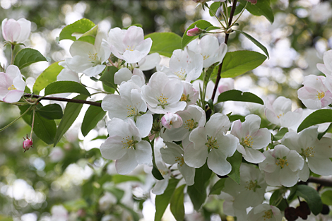 Spring in Botanical Garden in Minsk