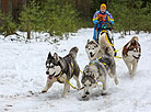 International mushers’ festival Northern Dogs 