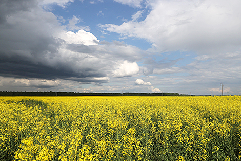 Blooming colza fields in Vitebsk Oblast