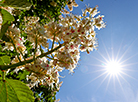 Chestnuts in bloom in Minsk