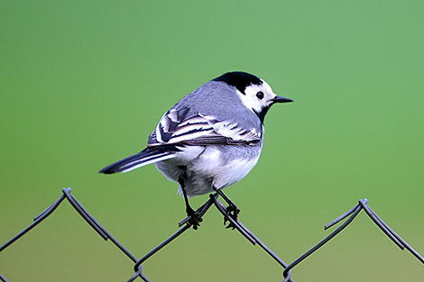 White wagtail in Grodno District
