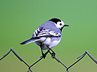 White wagtail in Grodno District