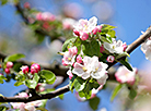 Spring blossom in Grodno
