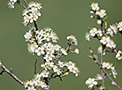 Sakura blossoms in Minsk District 