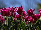 Tulip time in Brest 