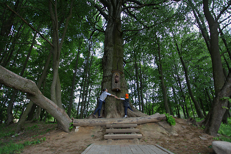 400-Year-Old Oak Tree in Dukora