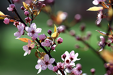 Apricots and cherries burst into flower in Minsk Oblast