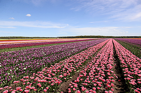 Tulip plantations in Ivanovo District, Brest Oblast