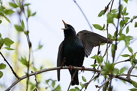A starling