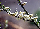 Snowy April in Gomel Oblast