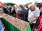"Ивьевский помидор"-2025 в Гродненской области 