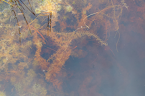 Ландшафтный заказник 