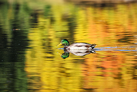 Утка на водной глади минской Свислочи  
