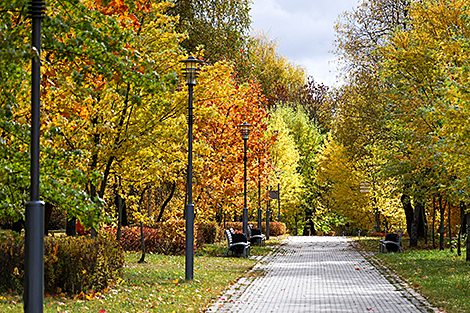 Позолоченные осенью минские улицы