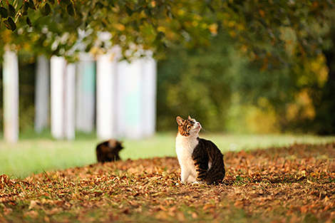 Октябрьский день в Минске