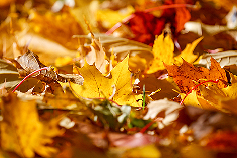 Опавшие багряные листья 